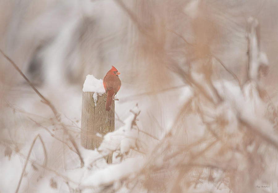 I spy a cardinal  Photograph by Tony DiStefano