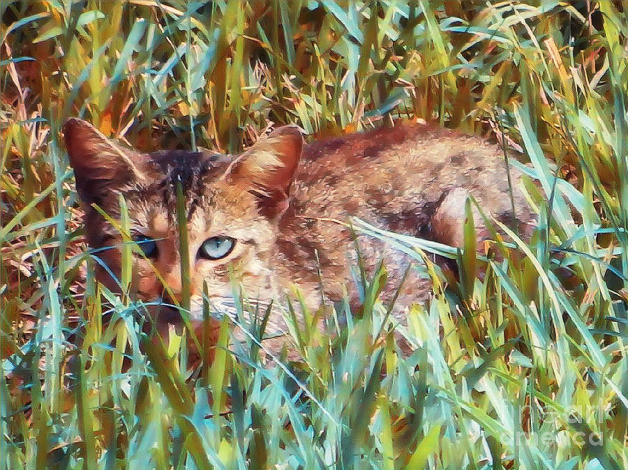 I Spy a Cat in the Grass Photograph by Joanne Carey