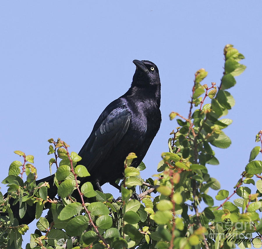 I Spy Photograph by Rebecca Morgan - Fine Art America