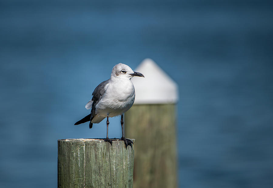 I Stand Alone by The Gull Photograph by Sandra Js