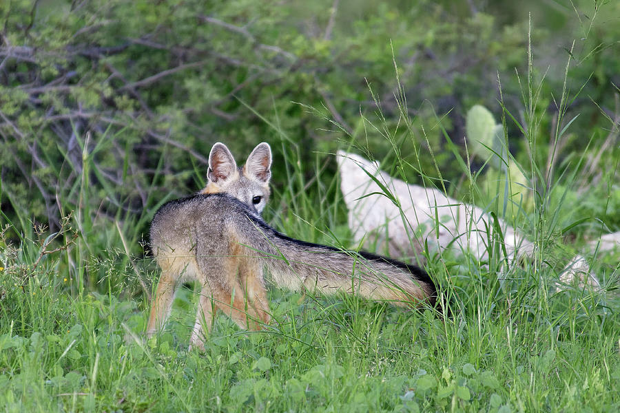 I Stand Alone -- Gray Fox near Carlsbad Caverns National Park, New Mexico Photograph by Darin Volpe