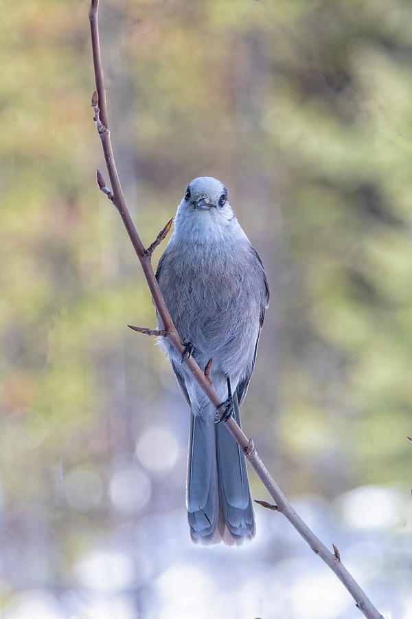 I Still Can See You Photograph by Leigh Lofgren - Pixels