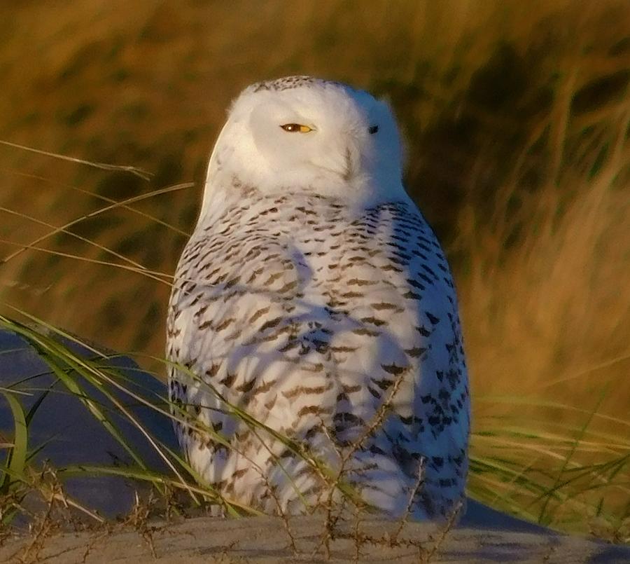 - I still see you - Snowy Owl Photograph by THERESA Nye