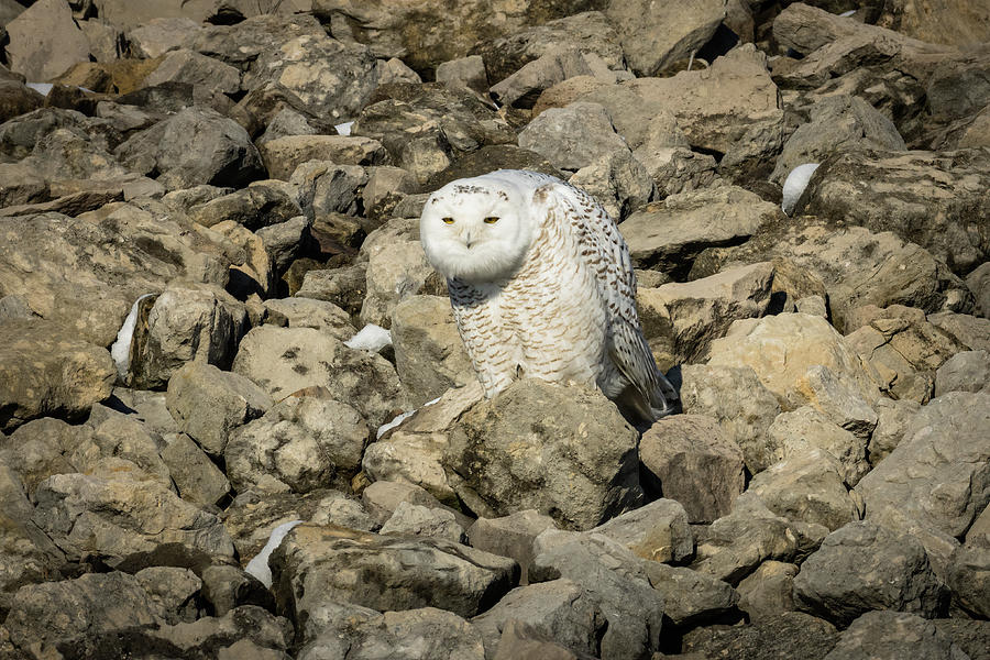 I Think  I See a Lemming Snowy Owl Photograph by Jack R Perry