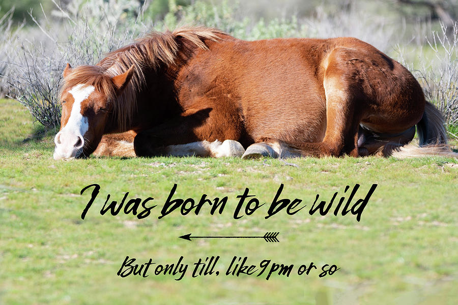 I was born to be wild Photograph by Mary Hone