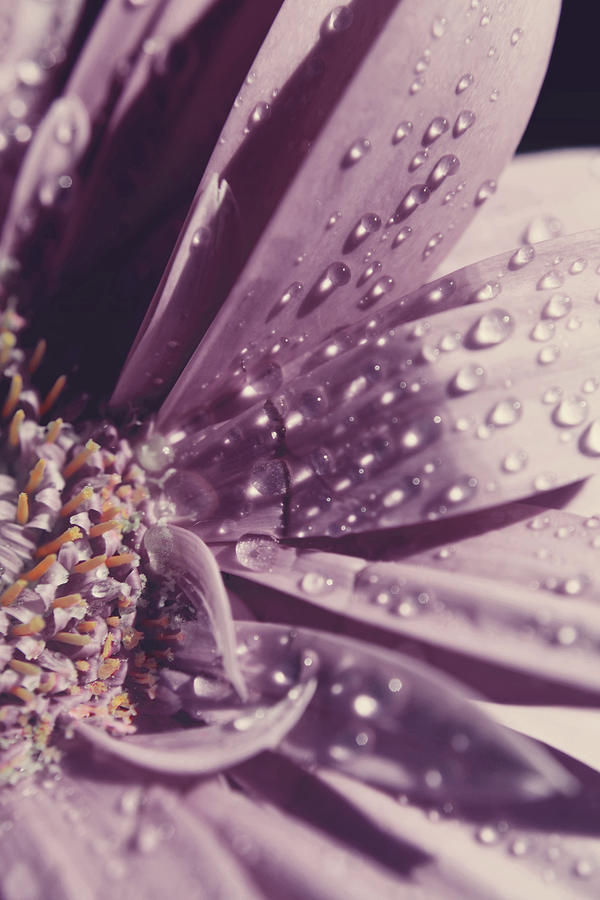 Flower Photograph - I Was Crying by Laurie Search