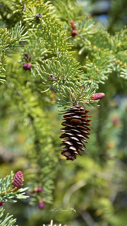 Pinecones Photograph - I Was Small Once by A Moment