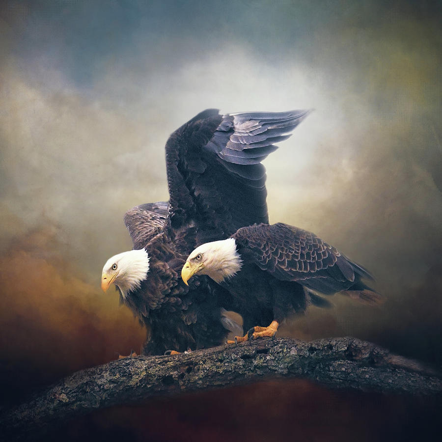 Bald Eagle Photograph - I Will Shelter You by Jai Johnson