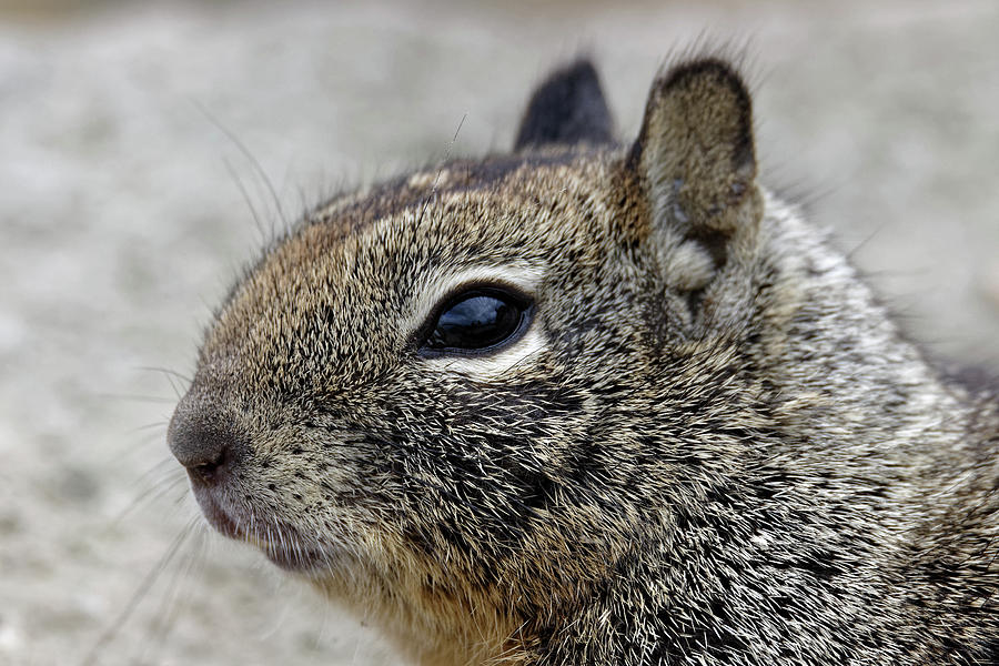 I Wish They All Could Be California Squirrels -- Beechey Ground Squirrel in Morro Bay, California Photograph by Darin Volpe