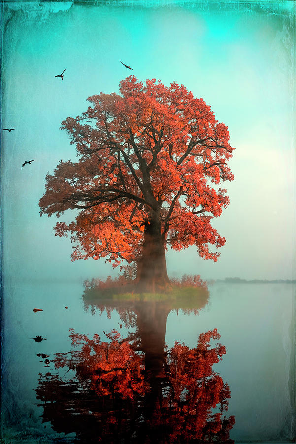 IA Collection - Autumn Trees #4 Photograph by Philippe Sainte-Laudy IA Collection - Autumn Trees #4 Photograph by Philippe Sainte-Laudy