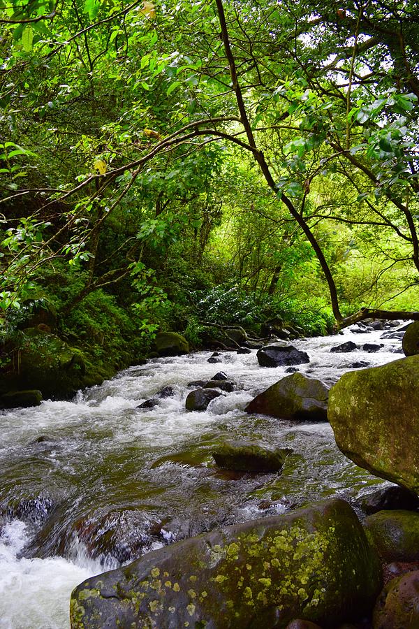Iao Valley stream,Maui Photograph by Bnte Creations