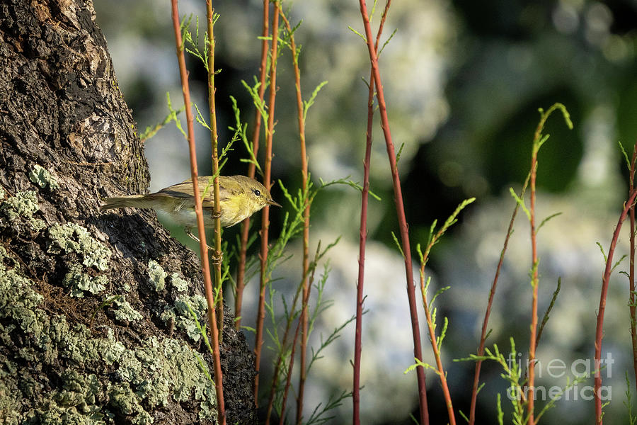 Iberian ChiffChaff Perched on Tree Trunk O Seixo Galicia Photograph by Pablo Avanzini