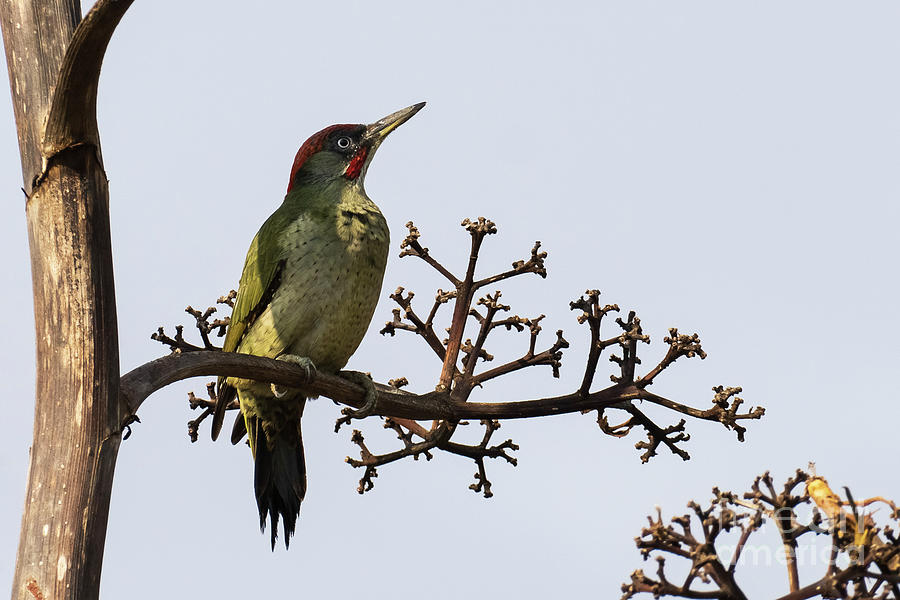 Iberian Green Woodpecker Picus sharpei Costa Ballena Cadiz Photograph by Pablo Avanzini