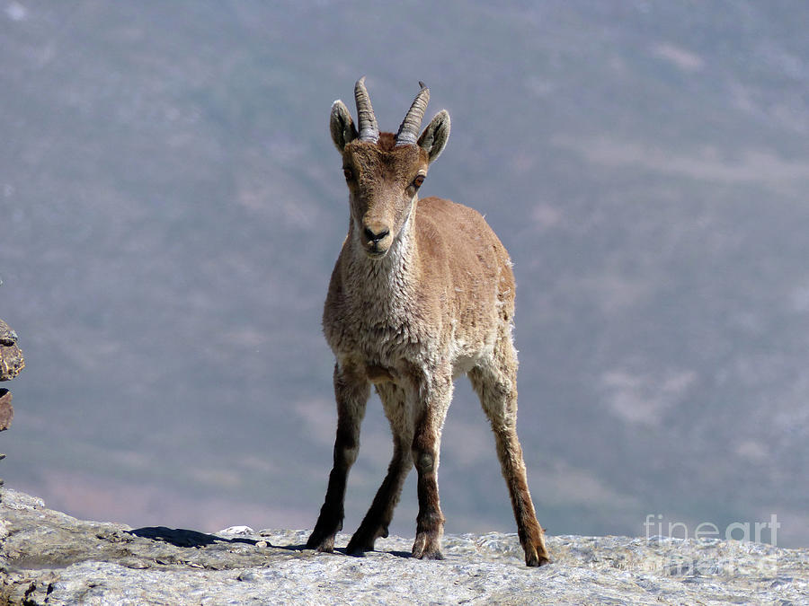 Iberian Ibex - cliff edge Photograph by Phil Banks