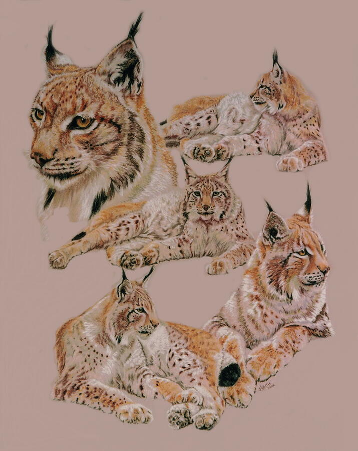 Asiatic Lynx Drawing by Barbara Keith