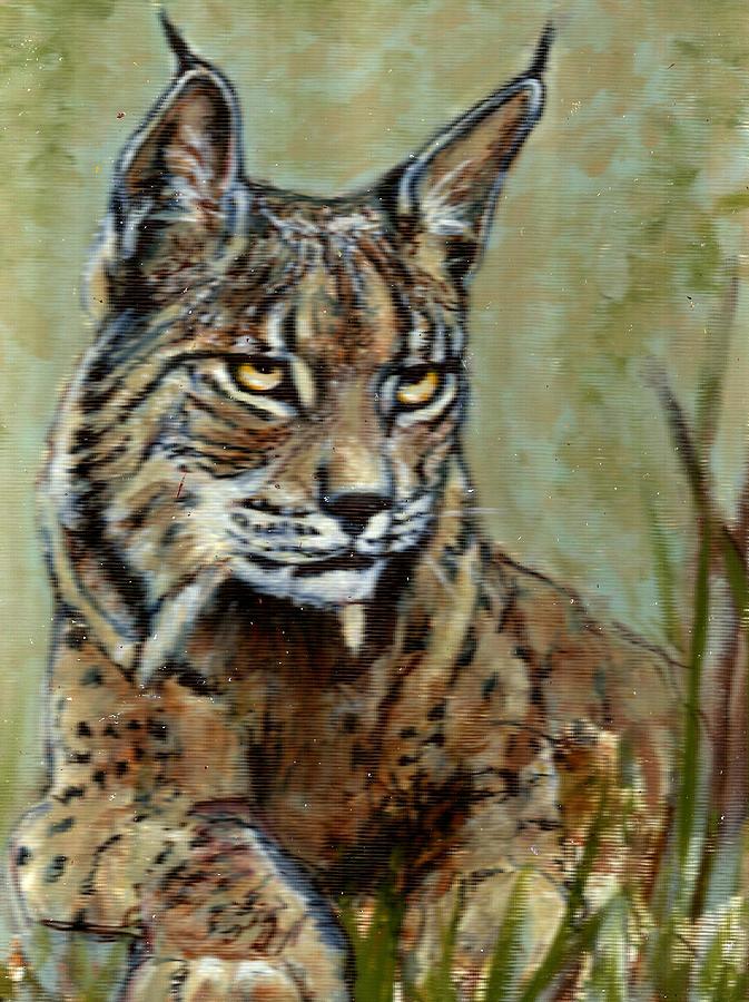 Iberian Lynx Painting by VLee Watson