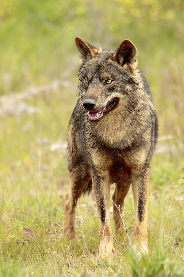 Iberian wolf Photograph by Iñaki Respaldiza