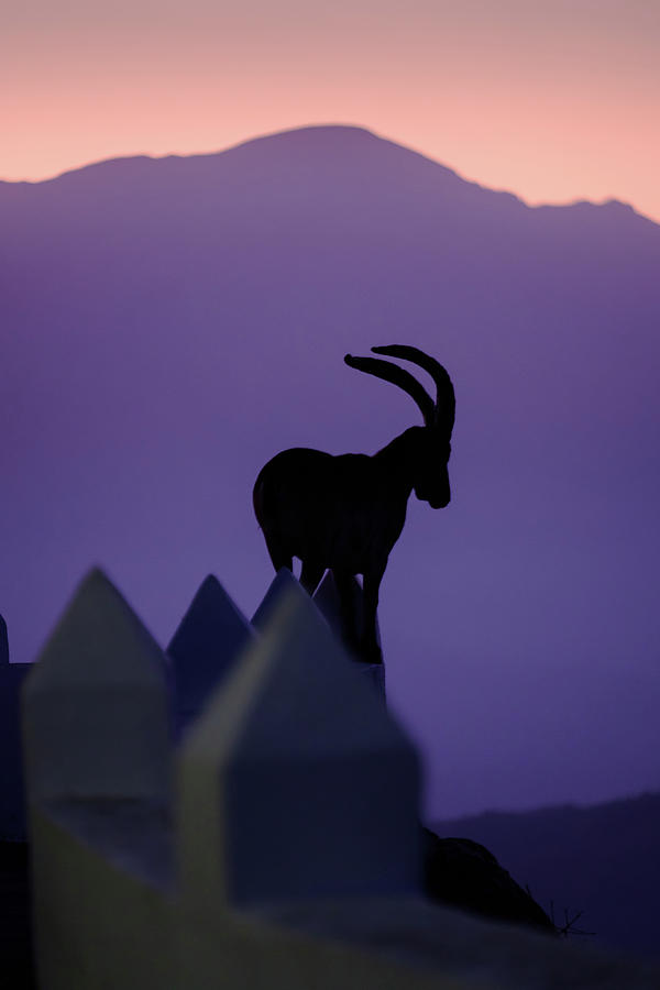 Ibex and Mount Maroma Photograph by Gary Browne