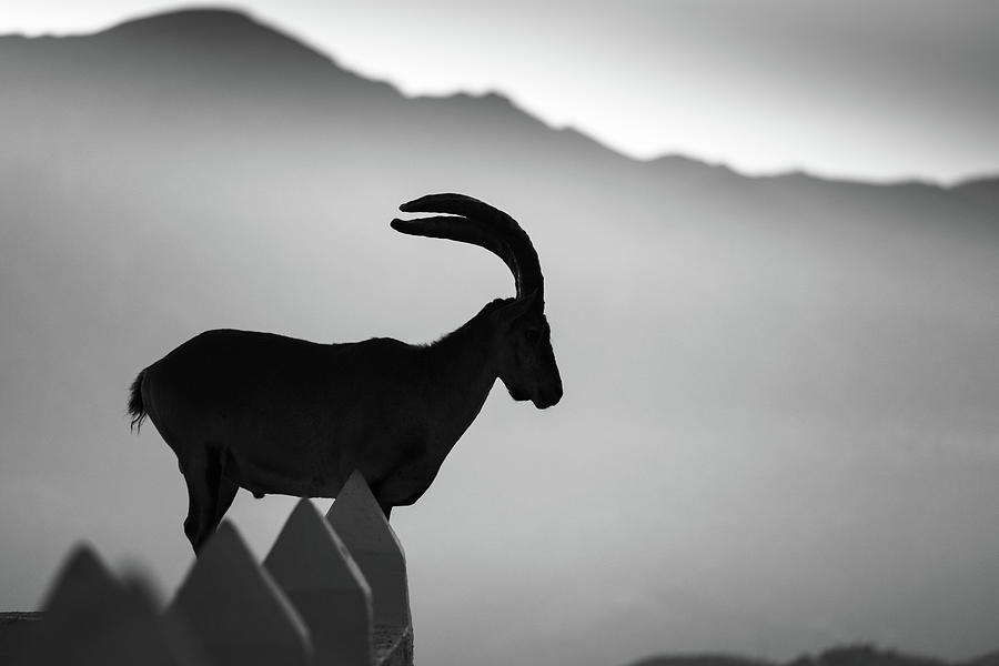 Ibex Photograph by Gary Browne
