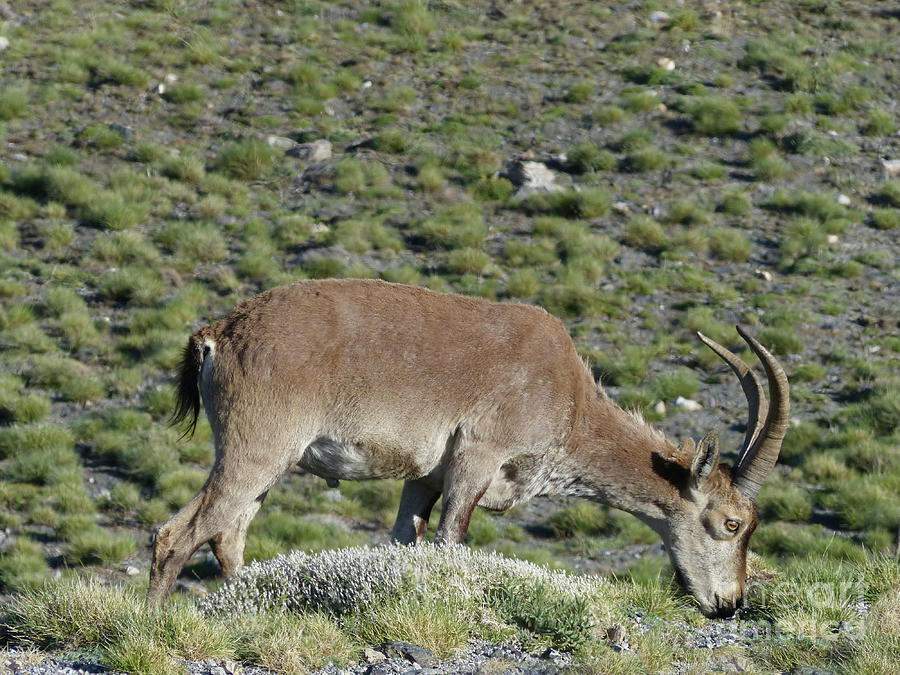 Ibex grazing - Sierra Nevada Photograph by Phil Banks