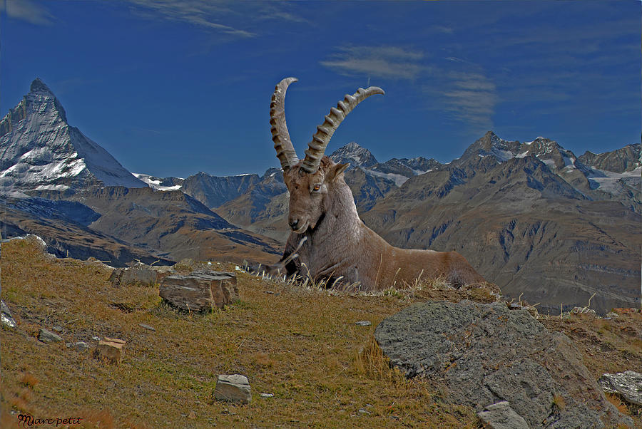 Ibex Photograph by Marc Petit