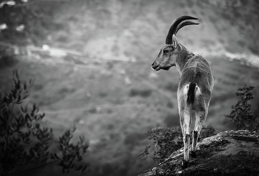 Ibex view Photograph by Gary Browne