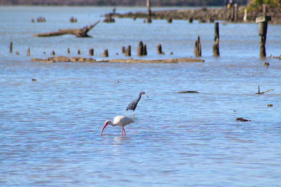 Ibis and Little Blue Heron in Florida Bay Photograph by Robert Banach