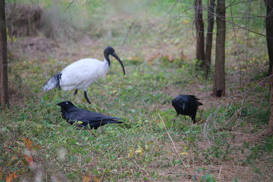 Ibis And Ravens Photograph