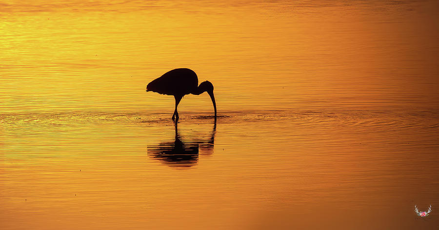 Ibis at Dawn Photograph by Pam Rendall