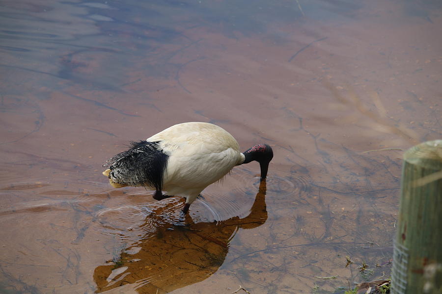 Ibis Photograph - Ibis at the Lake by Michaela Perryman