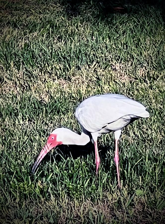 Ibis breakfast buffet Photograph by Linda Thacker - Fine Art America