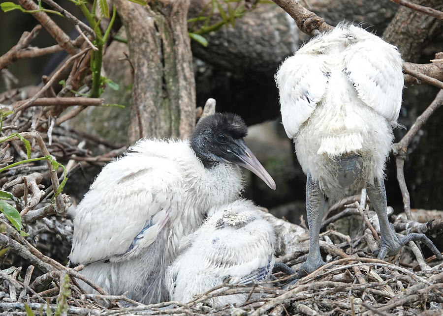 Animal Photograph - Ibis Chicks on Nest by Maryse Jansen