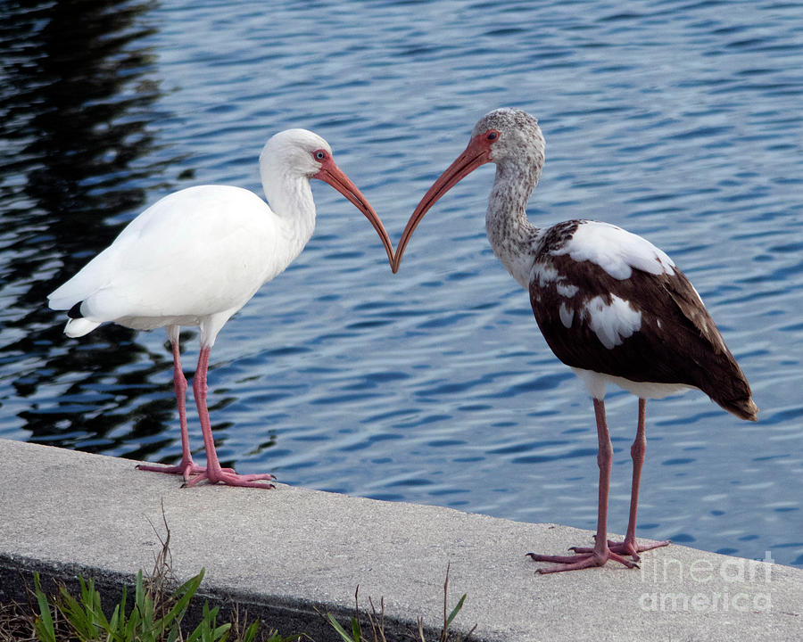 Ibis Encounter Photograph by Jeff Ross