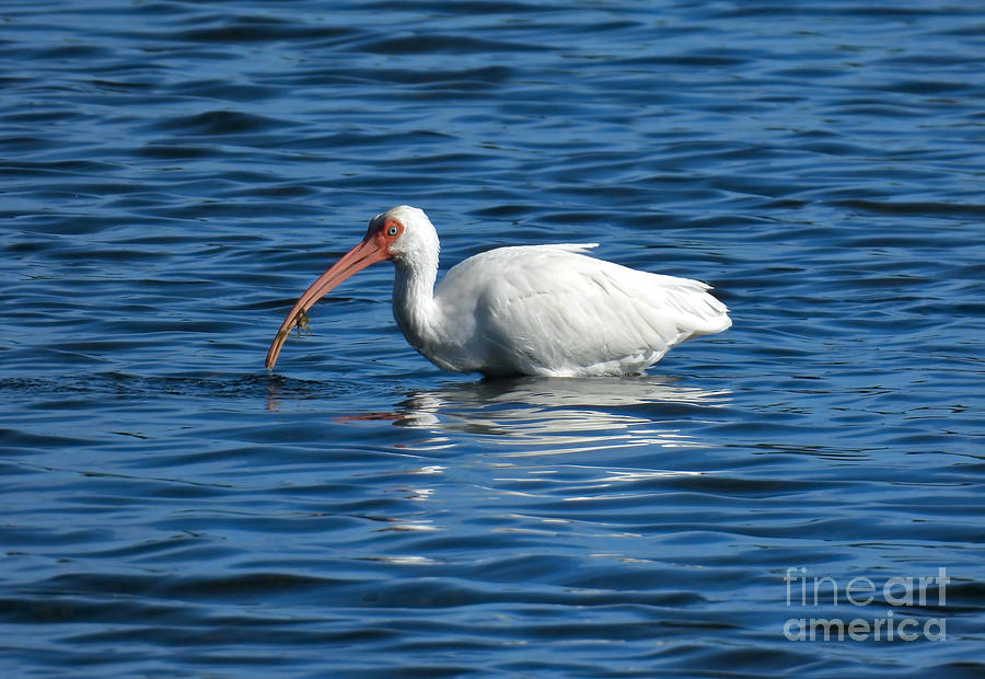 Ibis Fishing Photograph by Beth Myer Photography