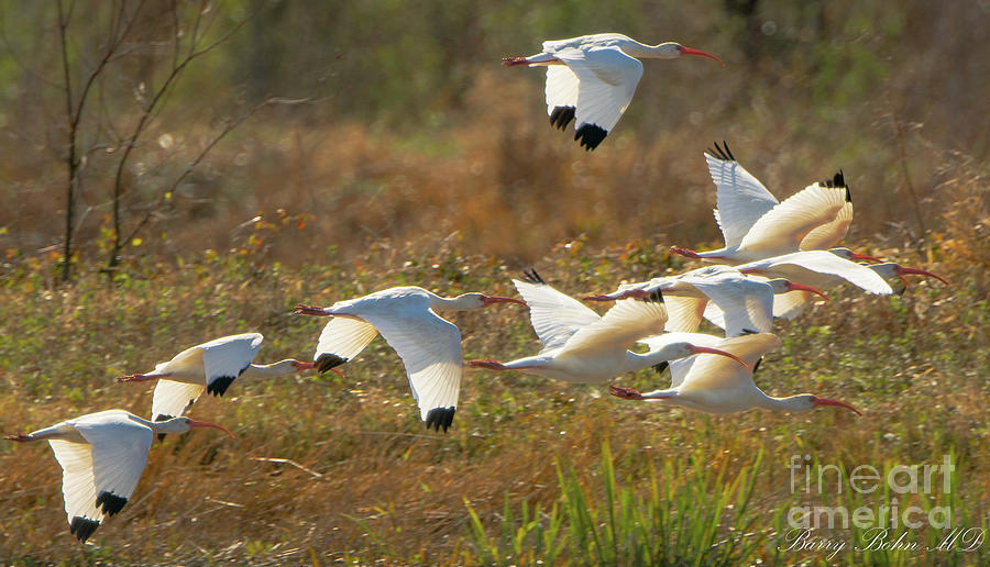 Ibis Flock Photograph By Barry Bohn - Fine Art America