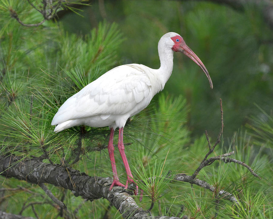Ibis in a Tree #1 Photograph by Jerry Griffin
