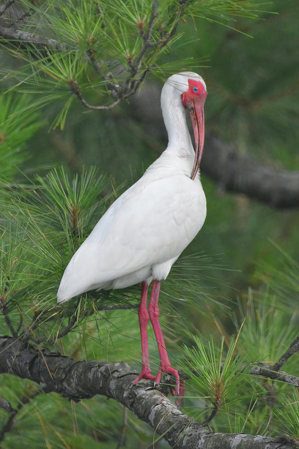 Ibis in a Tree #2 Photograph by Jerry Griffin