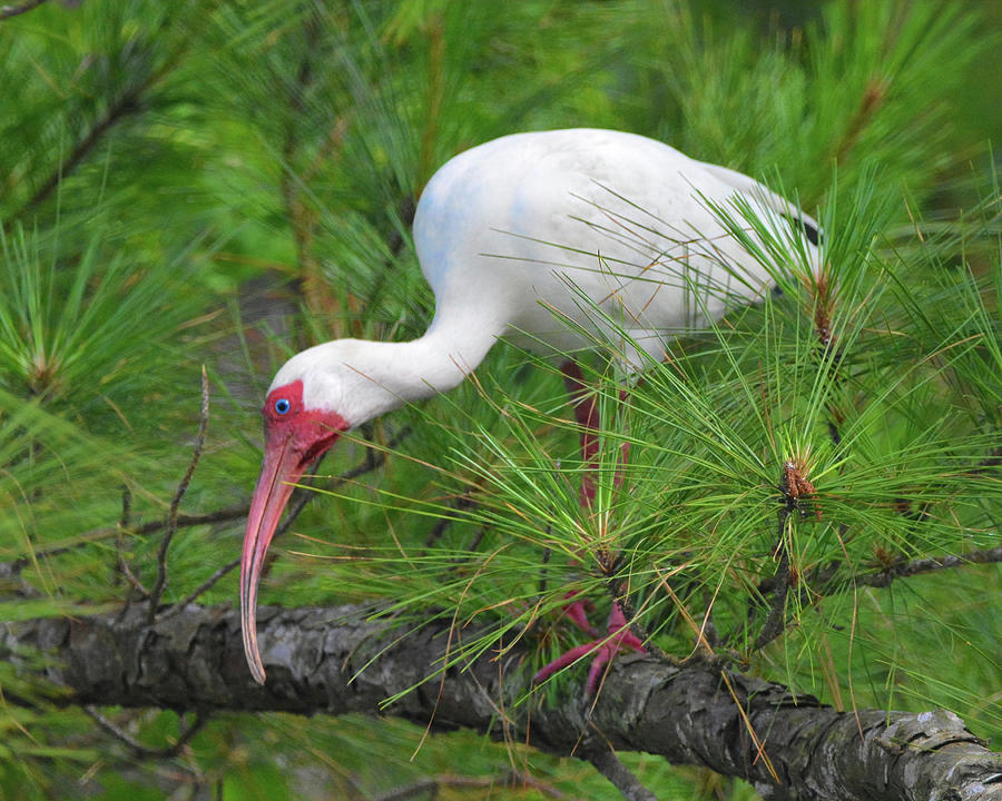 Ibis in a Tree #3 Photograph by Jerry Griffin