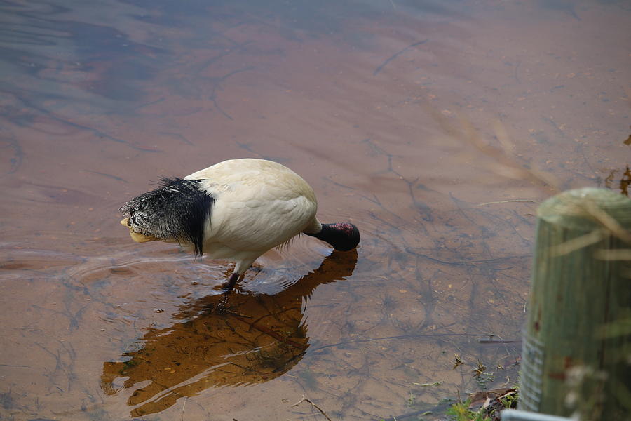 Bird Photograph - Ibis in Shallow Water by Michaela Perryman
