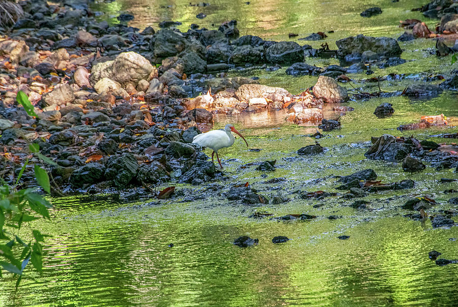 Ibis in the Creek, Manuel Antonio National Park Photograph by Marcy Wielfaert