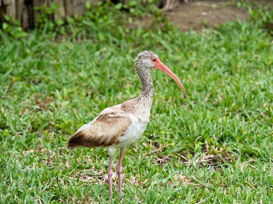 Ibis On The Lawn Photograph