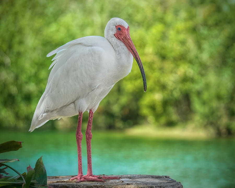 Ibis Standing Photograph by Judy Kay