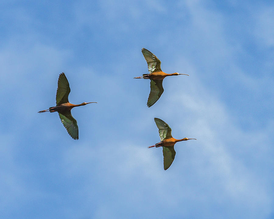 Ibis Trio In Flight Photograph by Yeates Photography