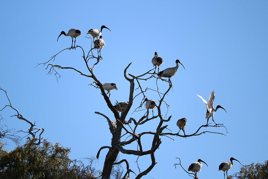 Ibis Up A Tree Photograph