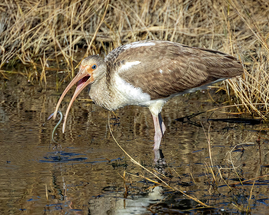 Ibis With Eel Photograph by Alan Raasch