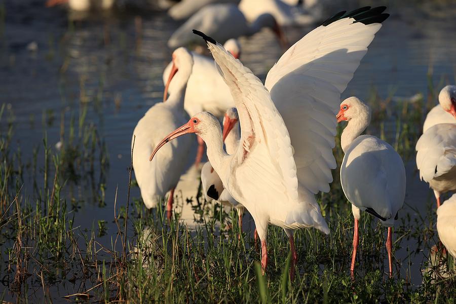 Ibises Bathing in the Early  Morning Sun  Photograph by Mingming Jiang