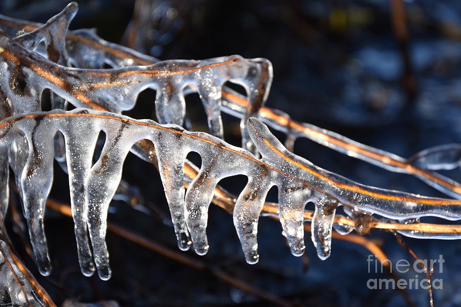 Winter Photograph - Ice Art by James Lloyd
