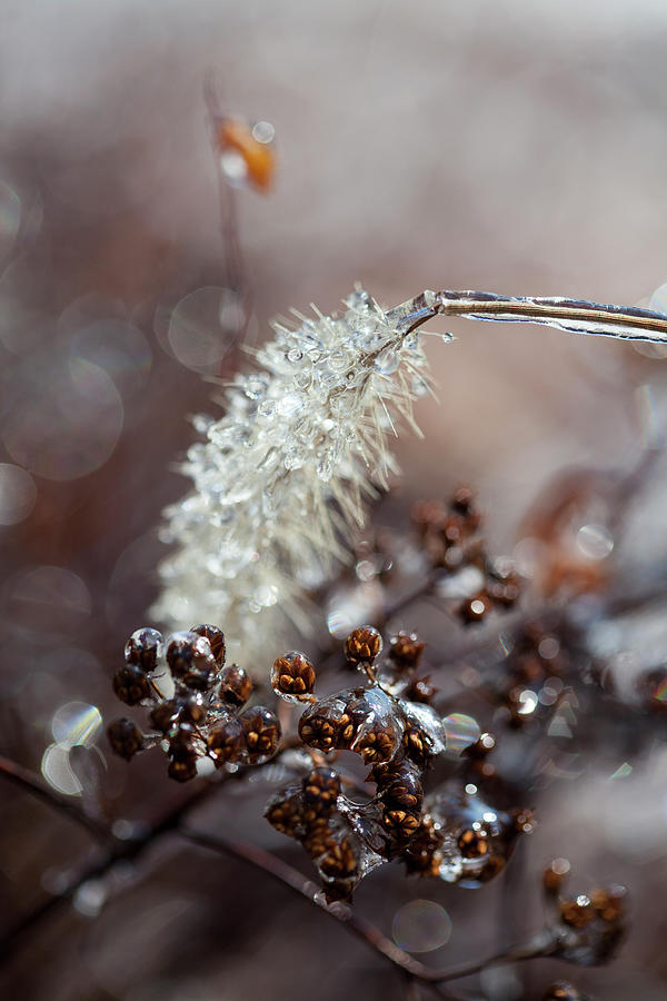 Ice Awaken Frozen In Time Photograph by Karol Livote