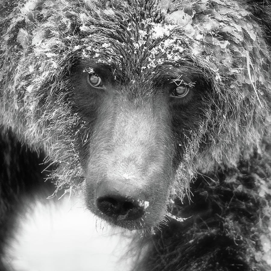 Ice bear close-up monochrome portrait Photograph by Murray Rudd