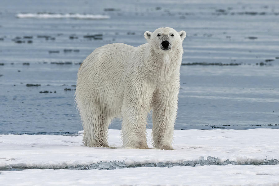 Ice Bear Photograph by Rand Ningali